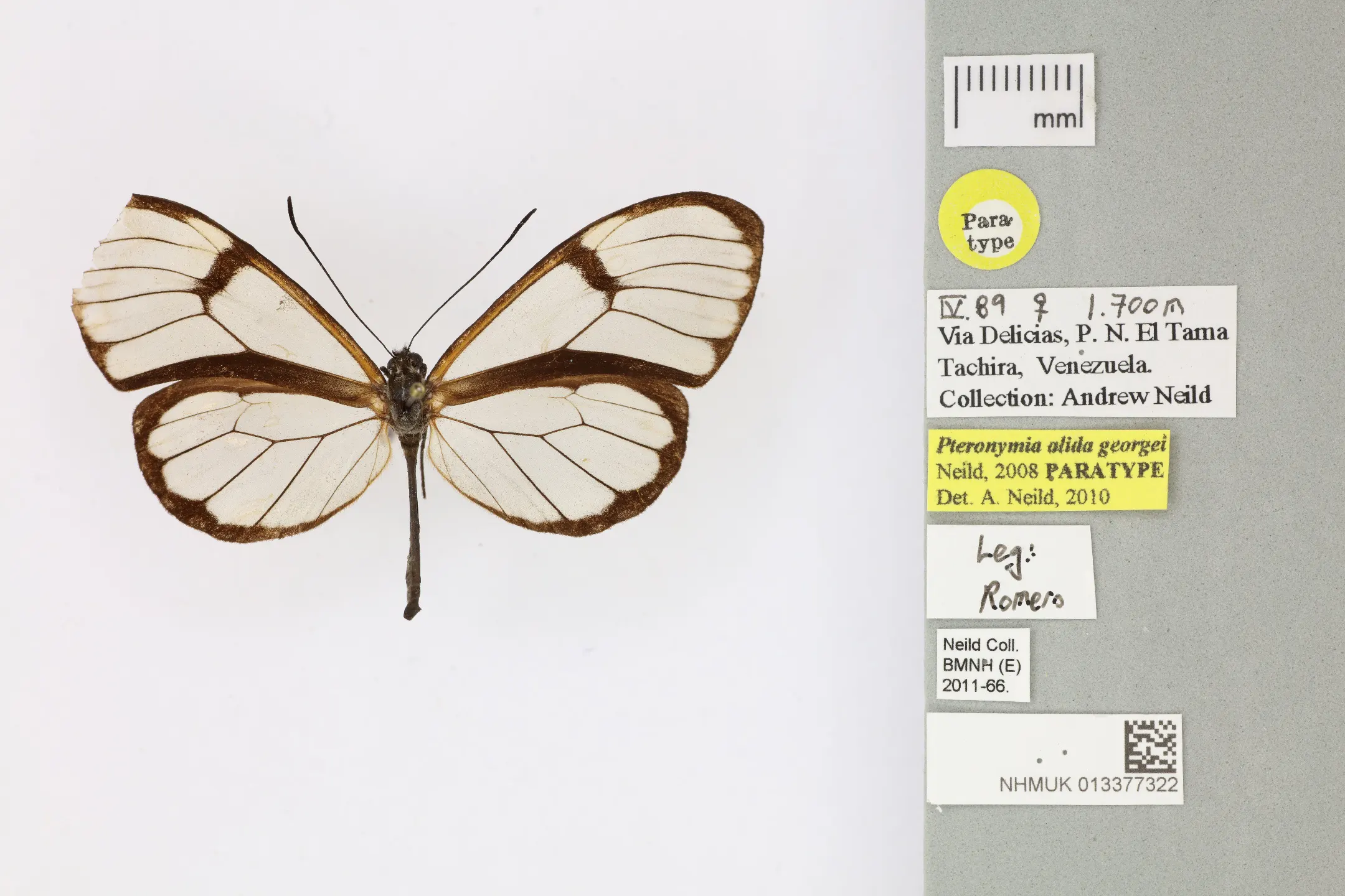 Pteronymia alida georgei