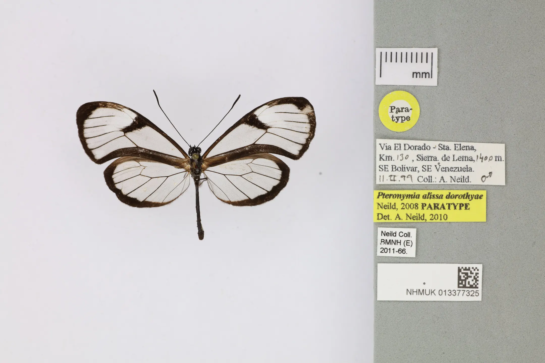 Pteronymia alissa dorothyae