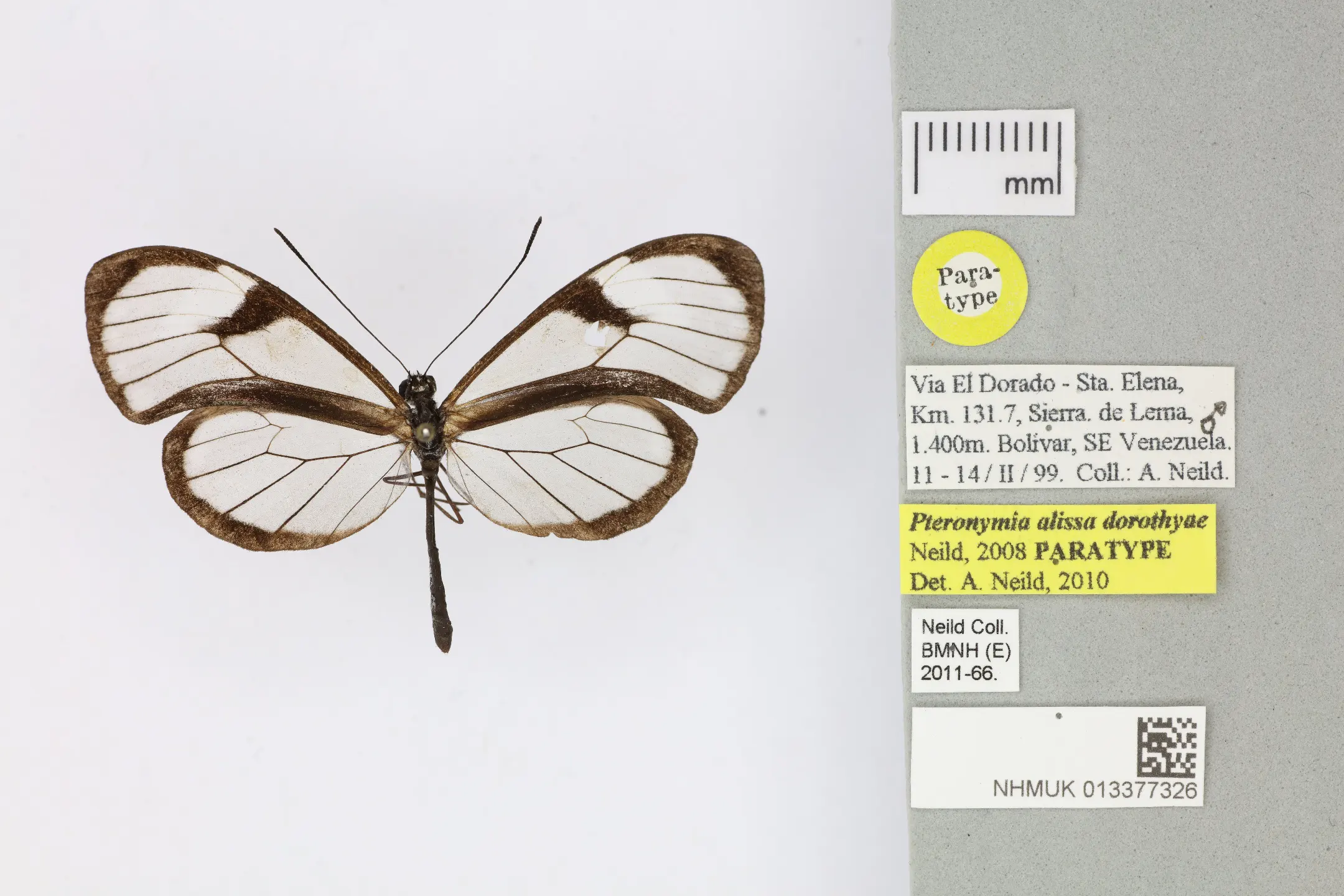 Pteronymia alissa dorothyae