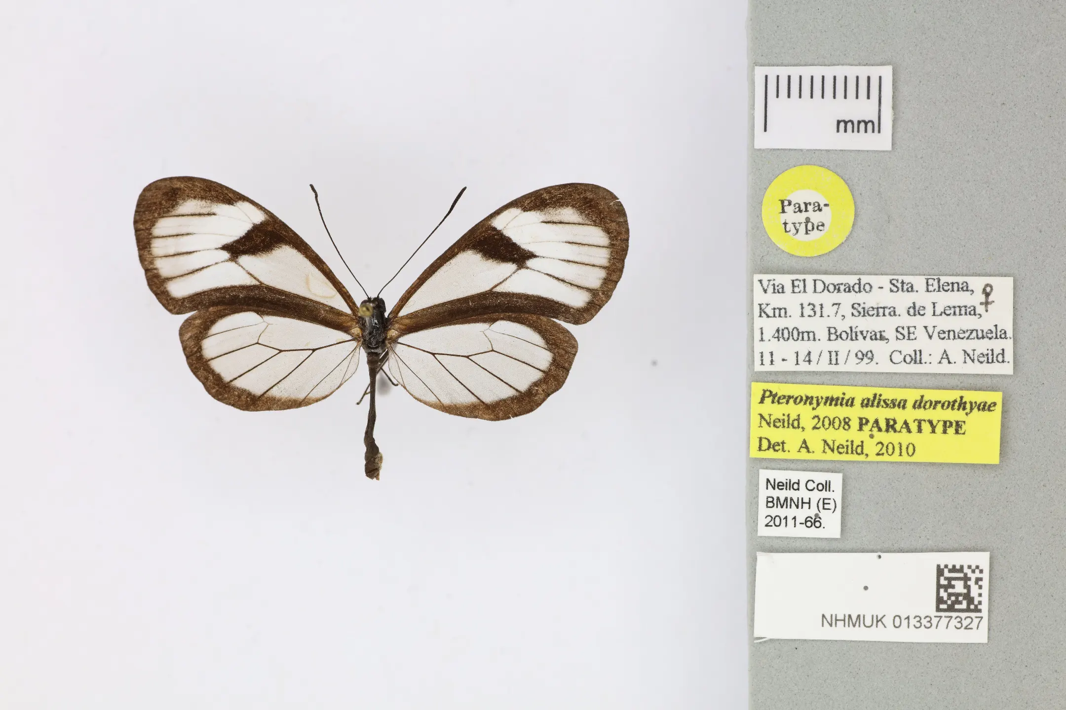 Pteronymia alissa dorothyae