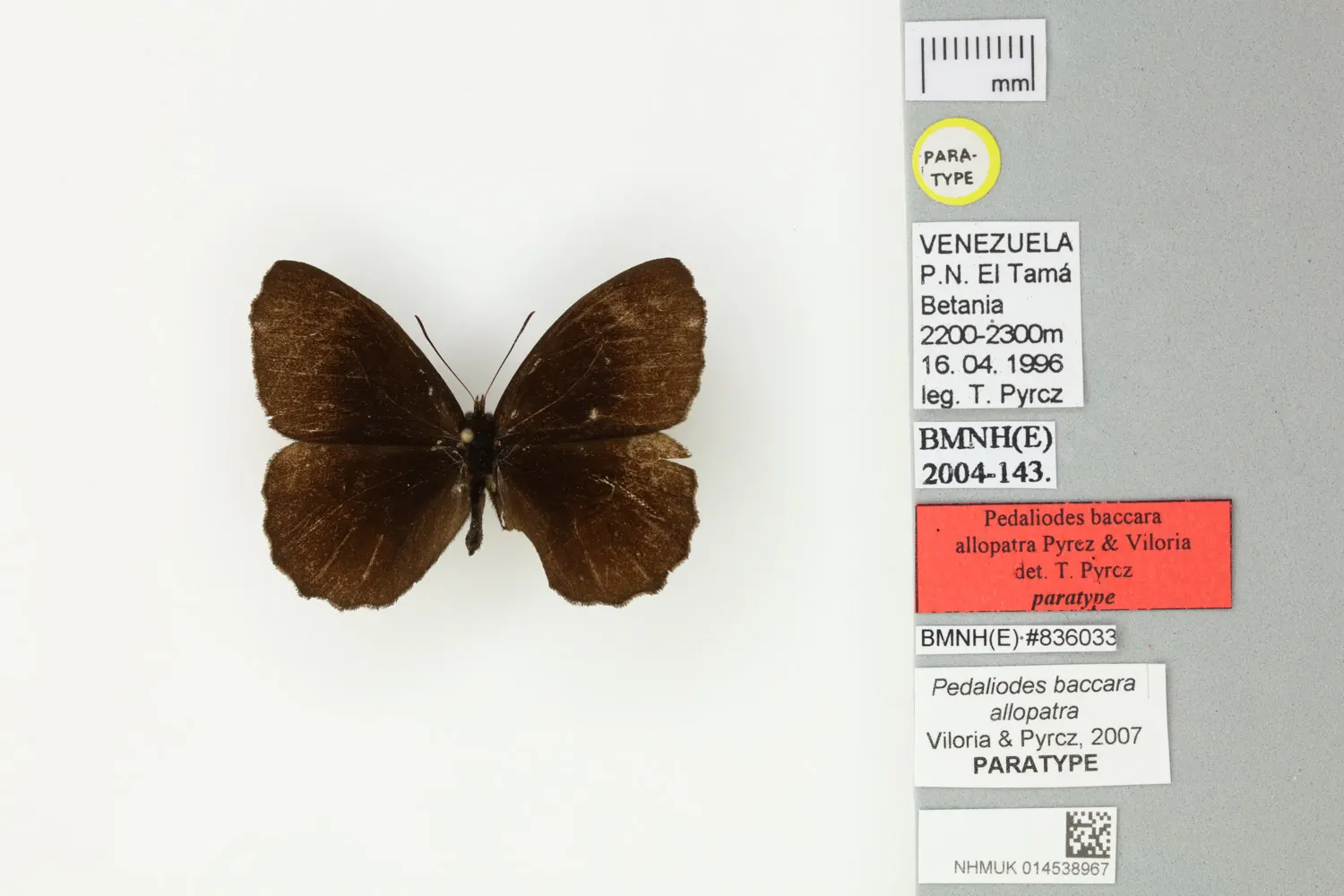 Pedaliodes baccara allopatra