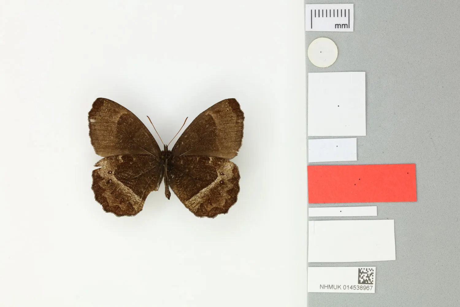 Pedaliodes baccara allopatra