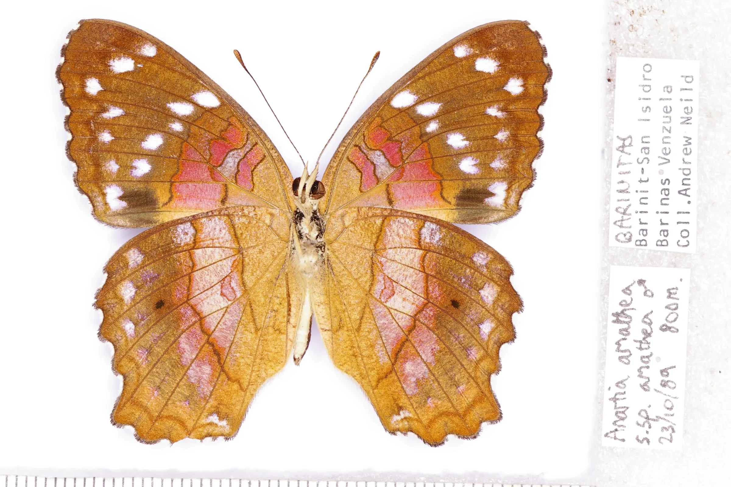Anartia amathea