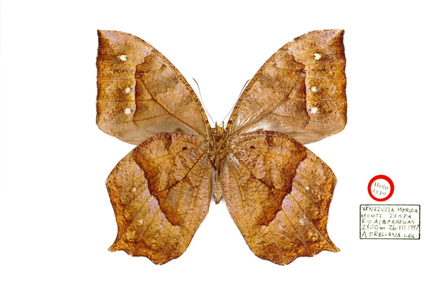 Antirrhea adoptiva phrynisca