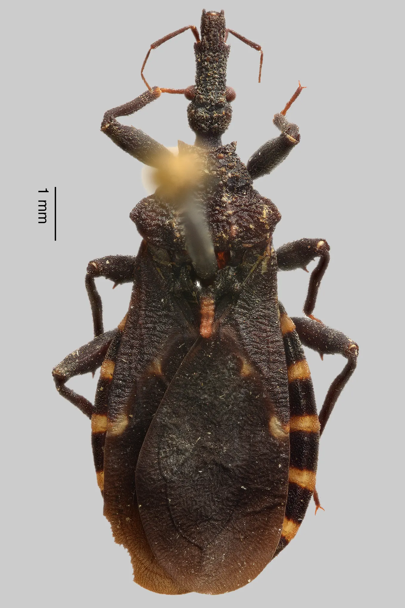 Belminus rugulosus