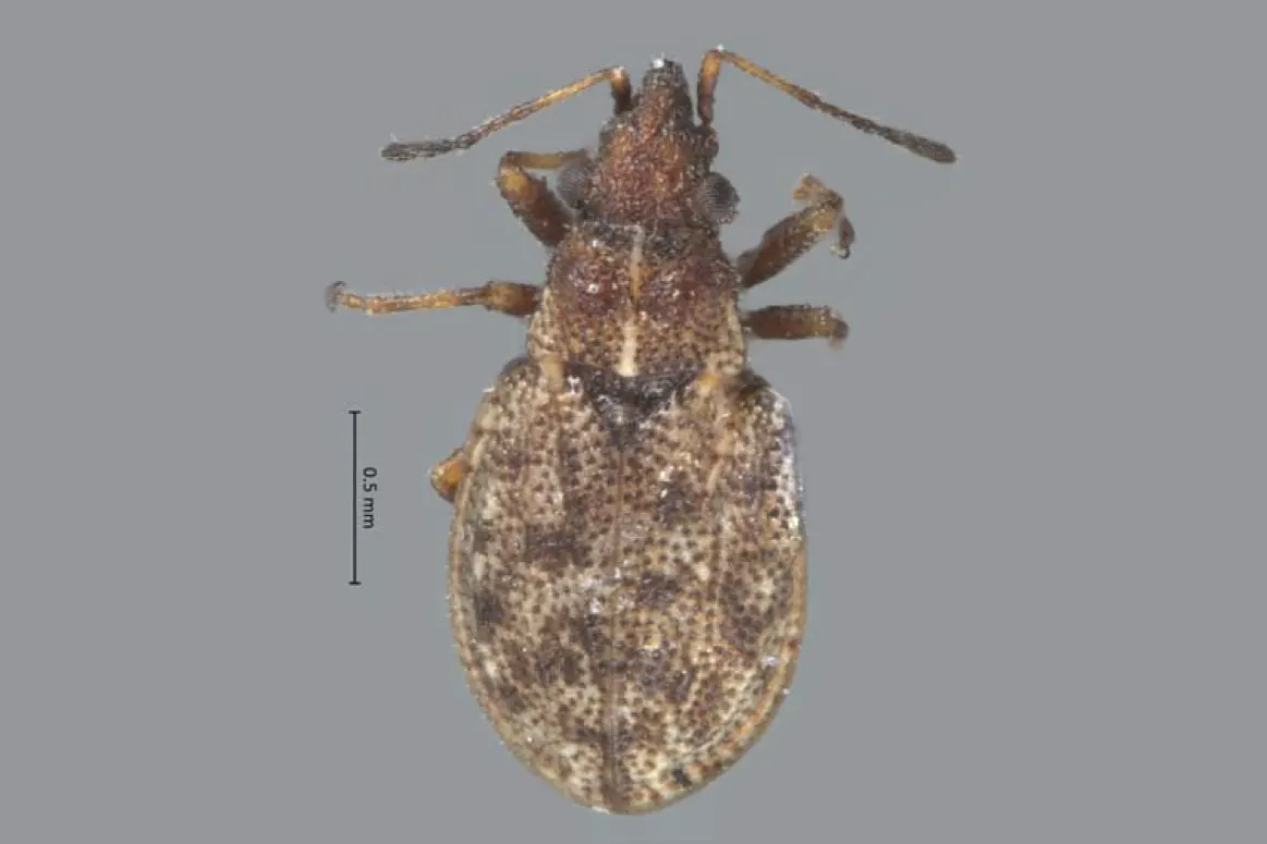 Crophius meridana