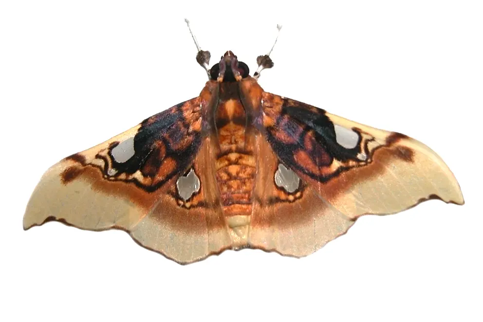 Eupastranaia tumidifrons