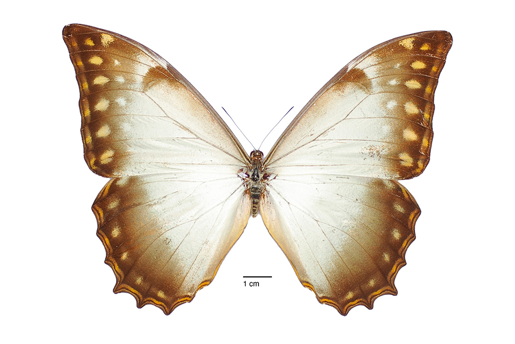 Morpho