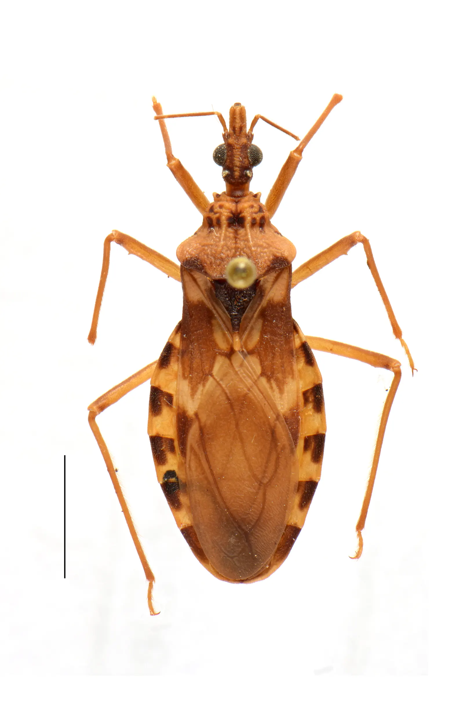 Panstrongylus martinezorum