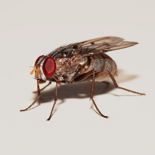Diptera