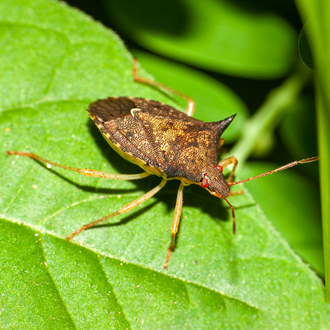 Hemiptera
