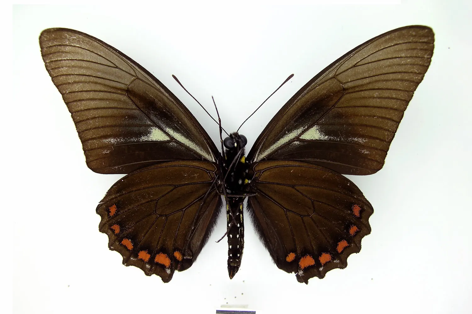 Battus crassus lepidus