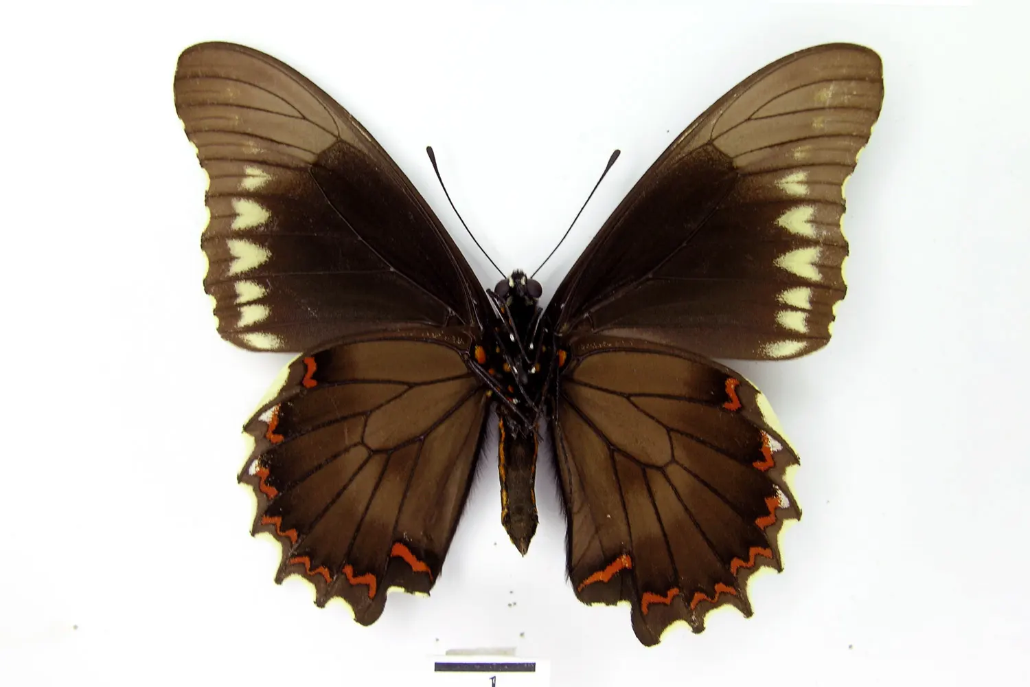 Battus polydamas polydamas