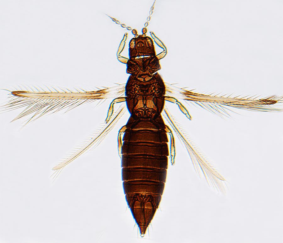 Caliothrips insularis