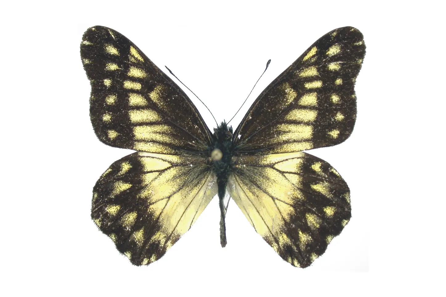 Catasticta gelba