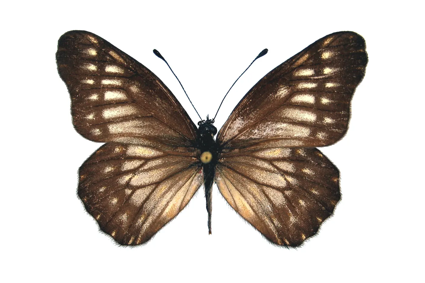 Catasticta hebra crowleyi