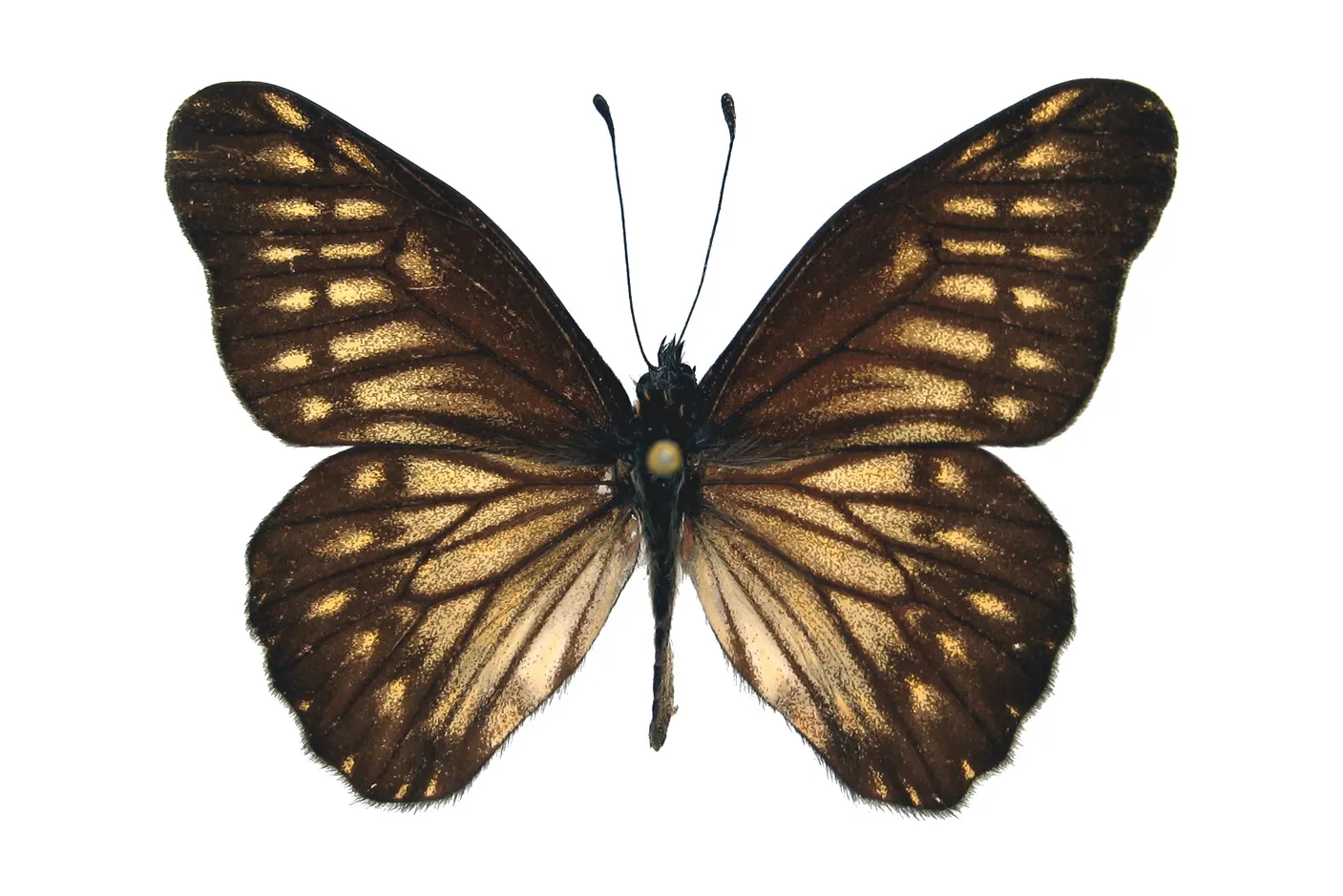 Catasticta hebra crowleyi