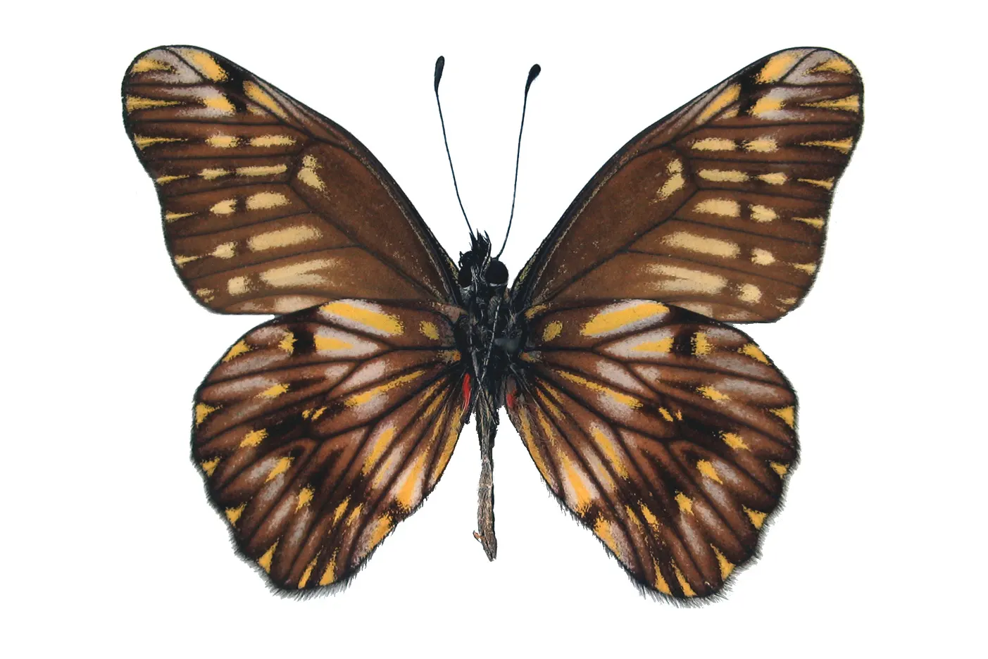 Catasticta hebra crowleyi