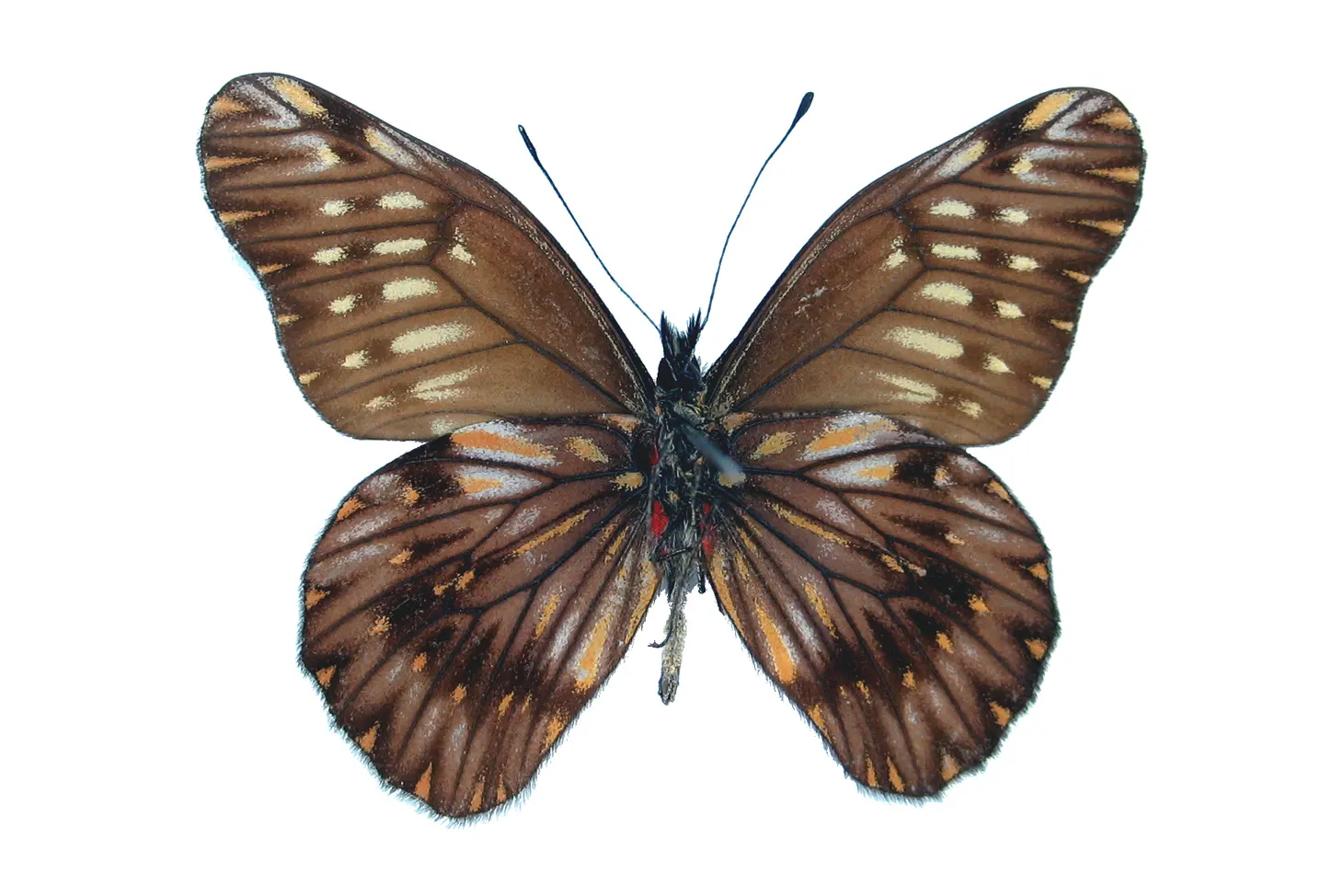 Catasticta hebra potamea