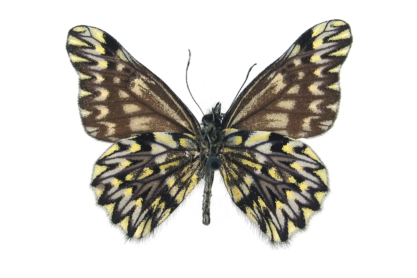 Catasticta philais borgesi