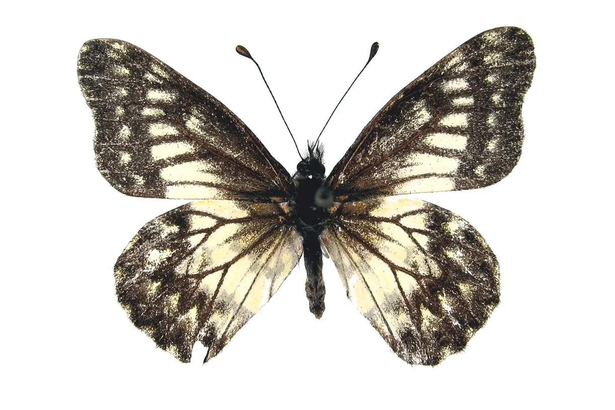 Catasticta philoscia philoscia