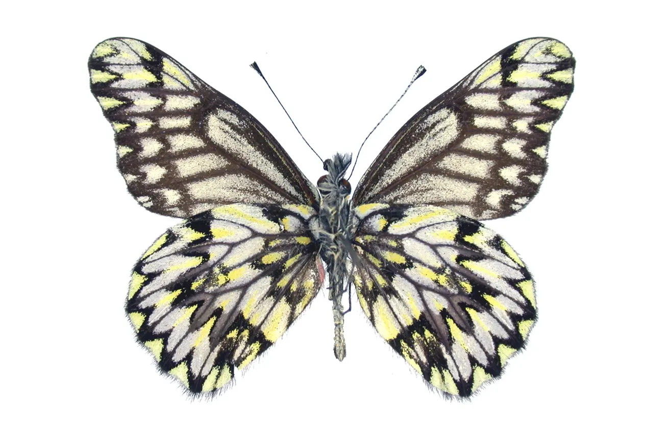 Catasticta philoscia philoscia