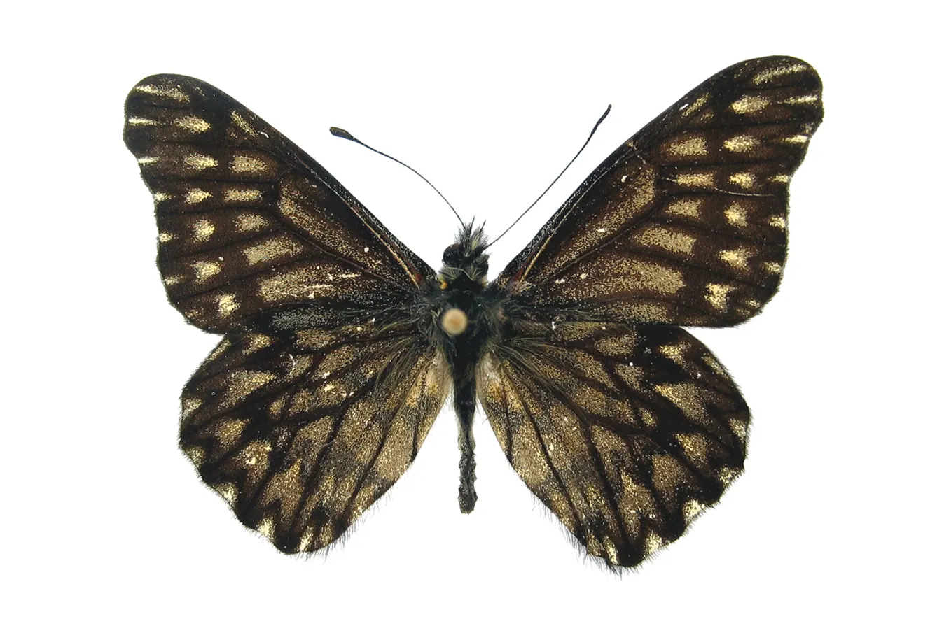 Catasticta philoscia reyi