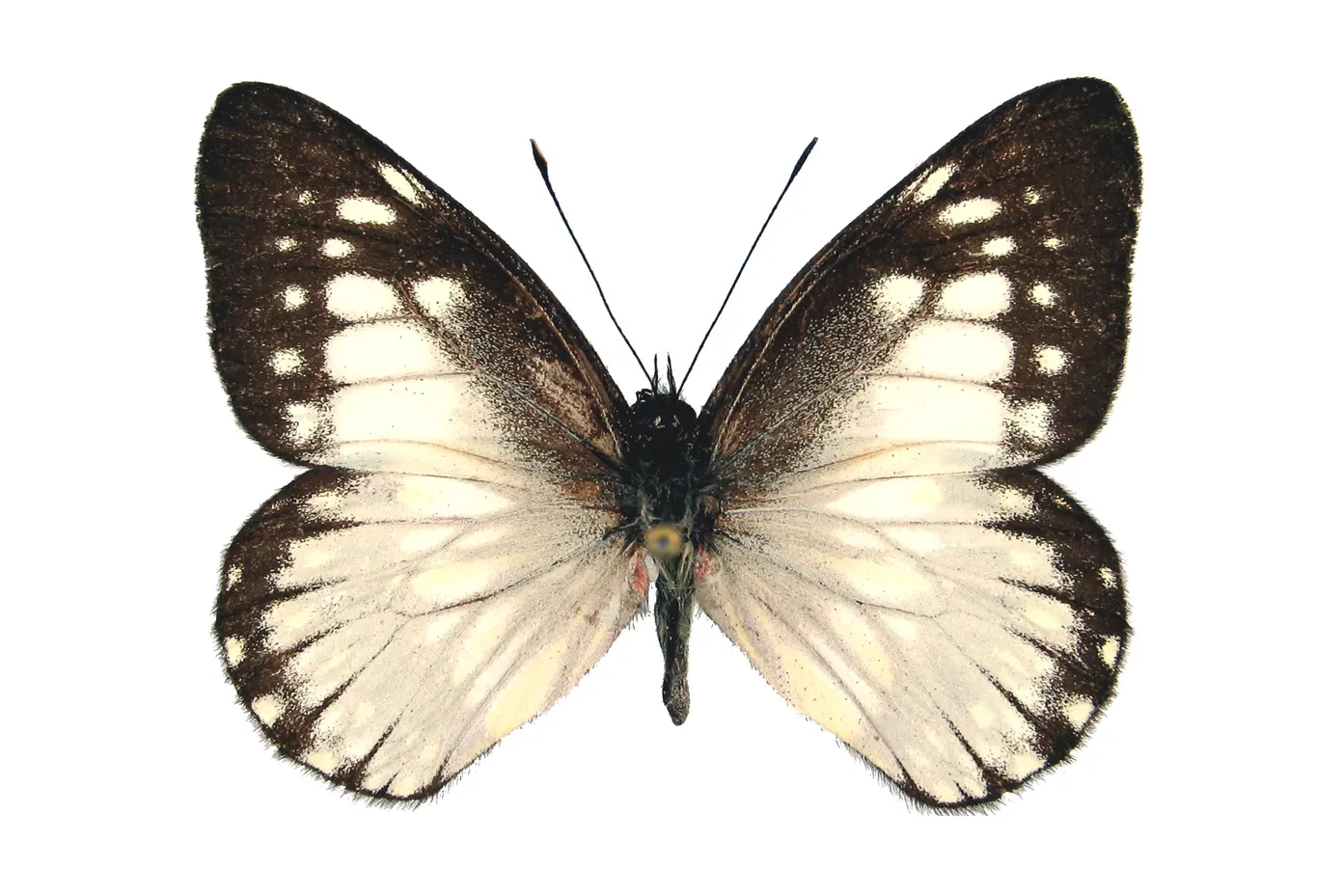 Catasticta prioneris parrishi