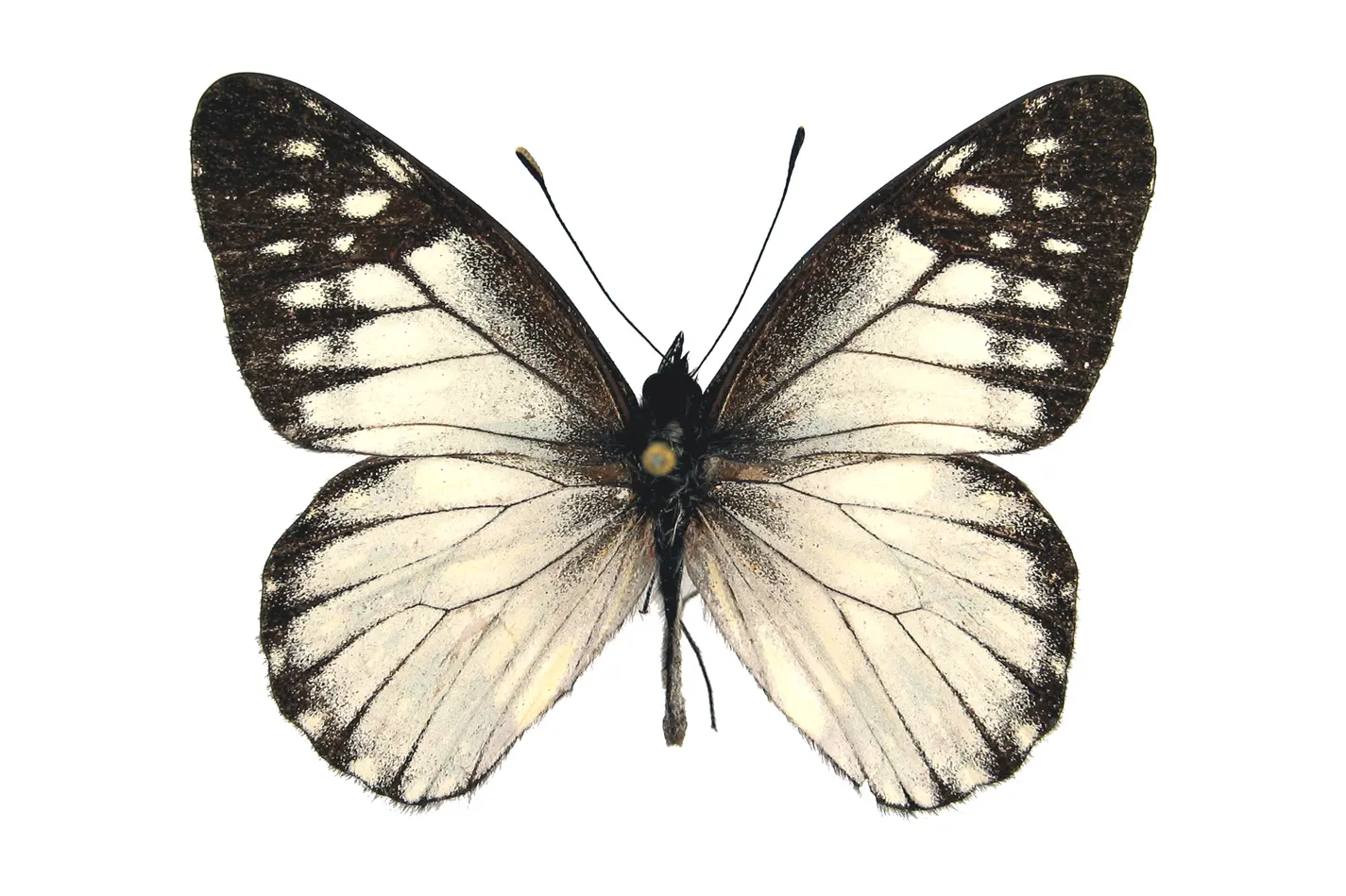 Catasticta prioneris parrishi