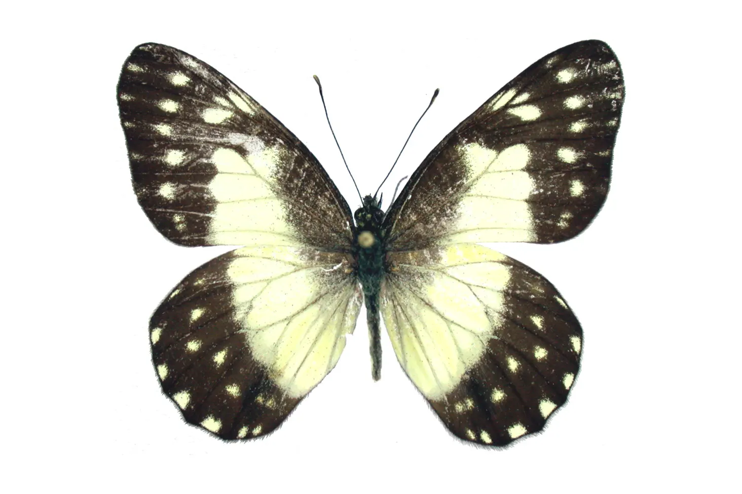 Catasticta sisamnus merida