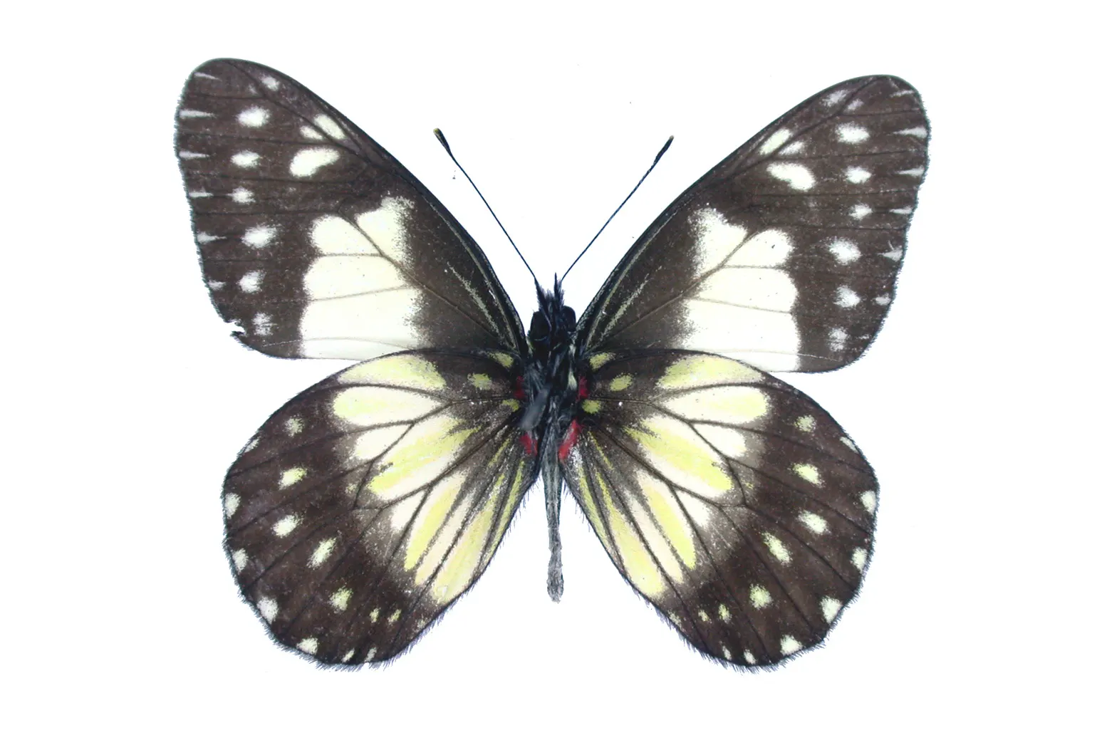 Catasticta sisamnus merida