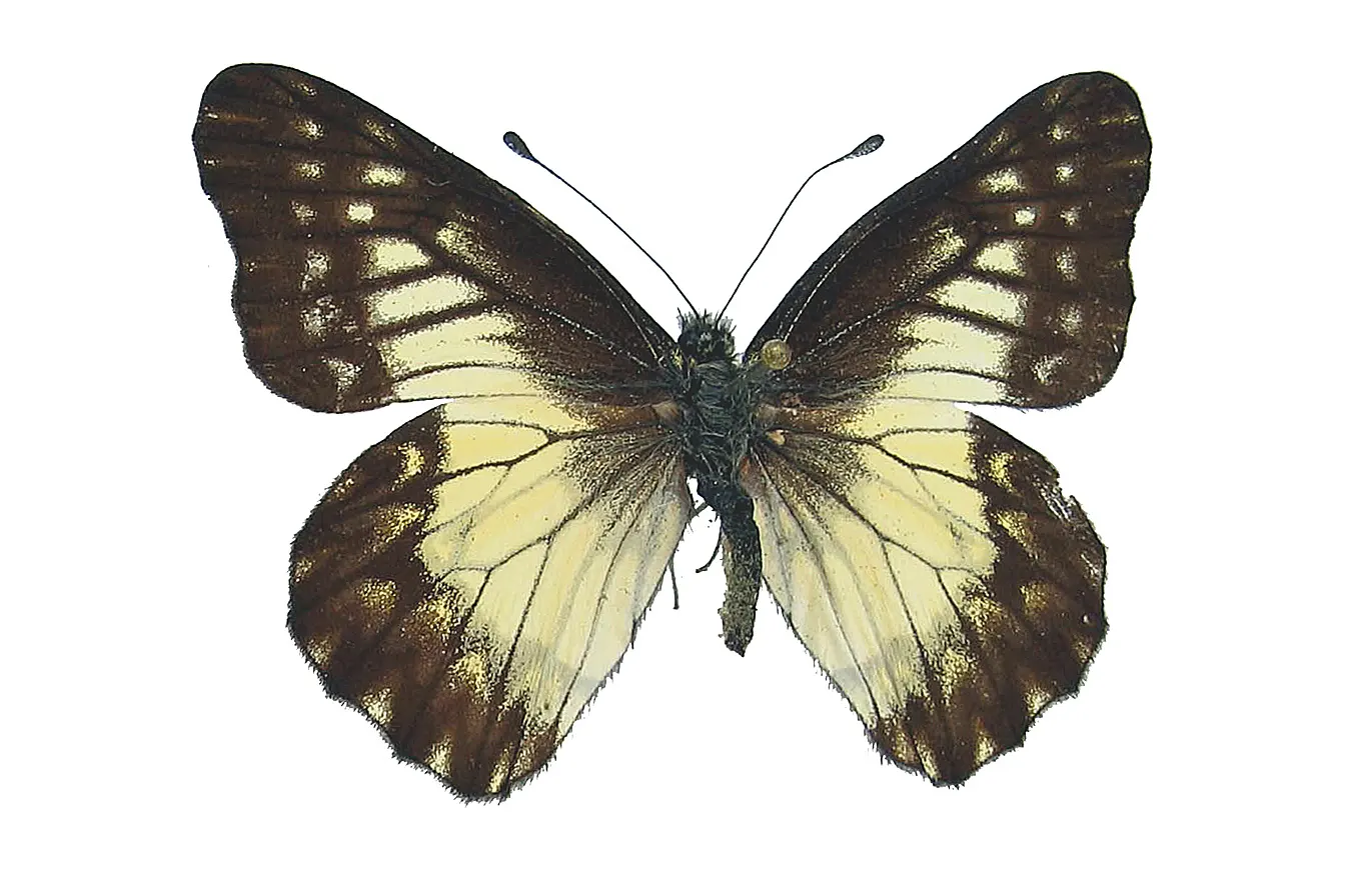 Catasticta troezene miza