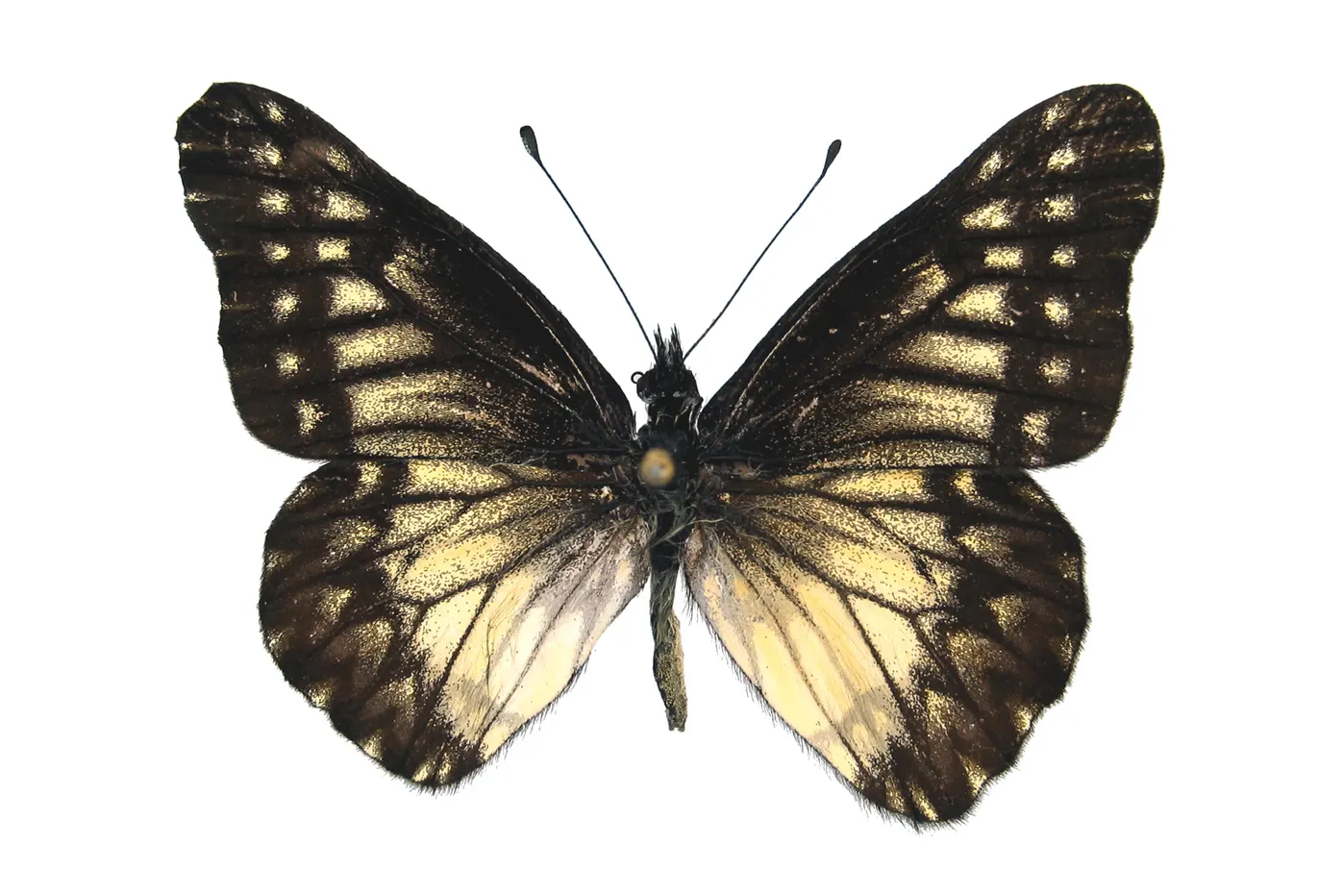 Catasticta troezene miza