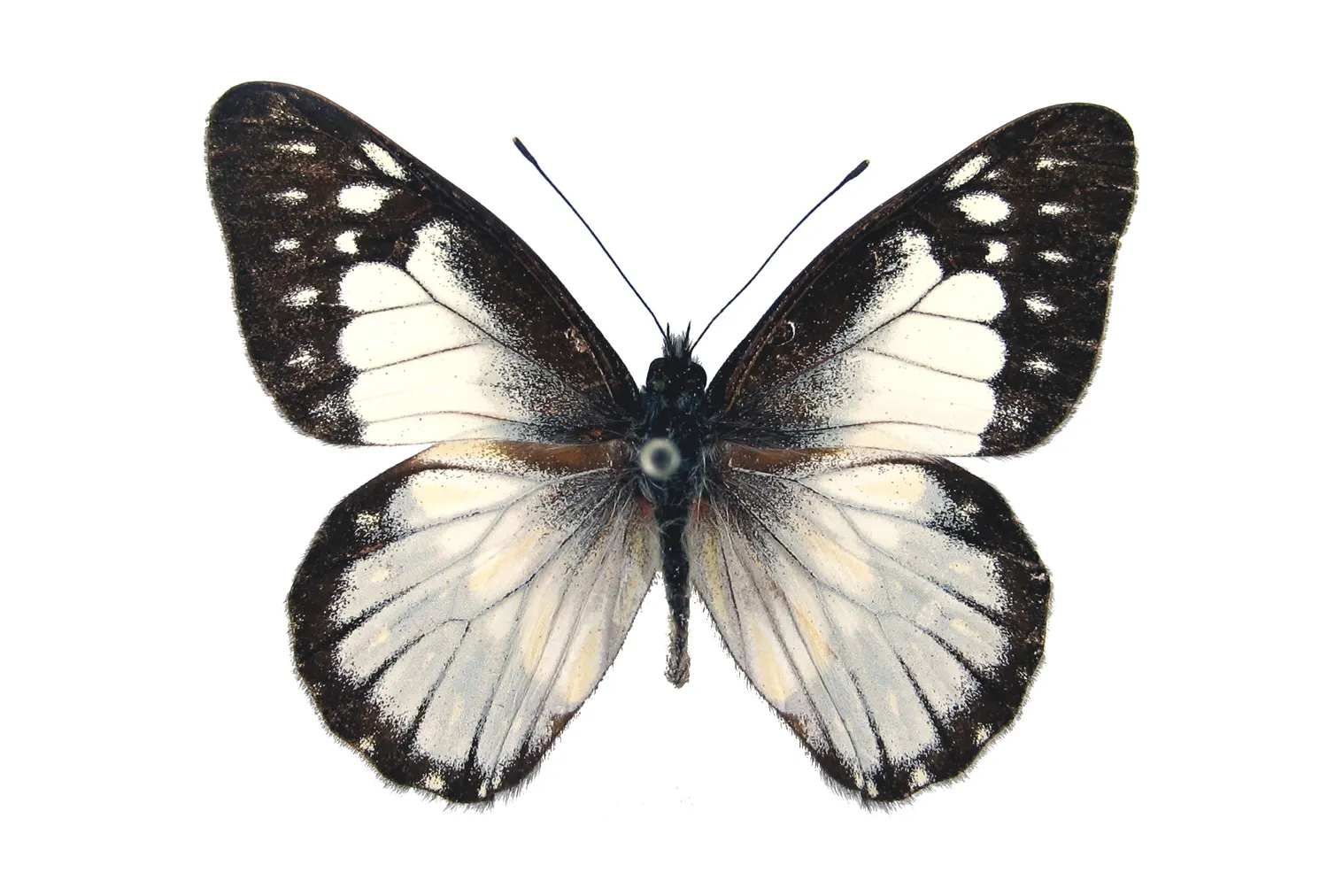 Catasticta prioneris araguana
