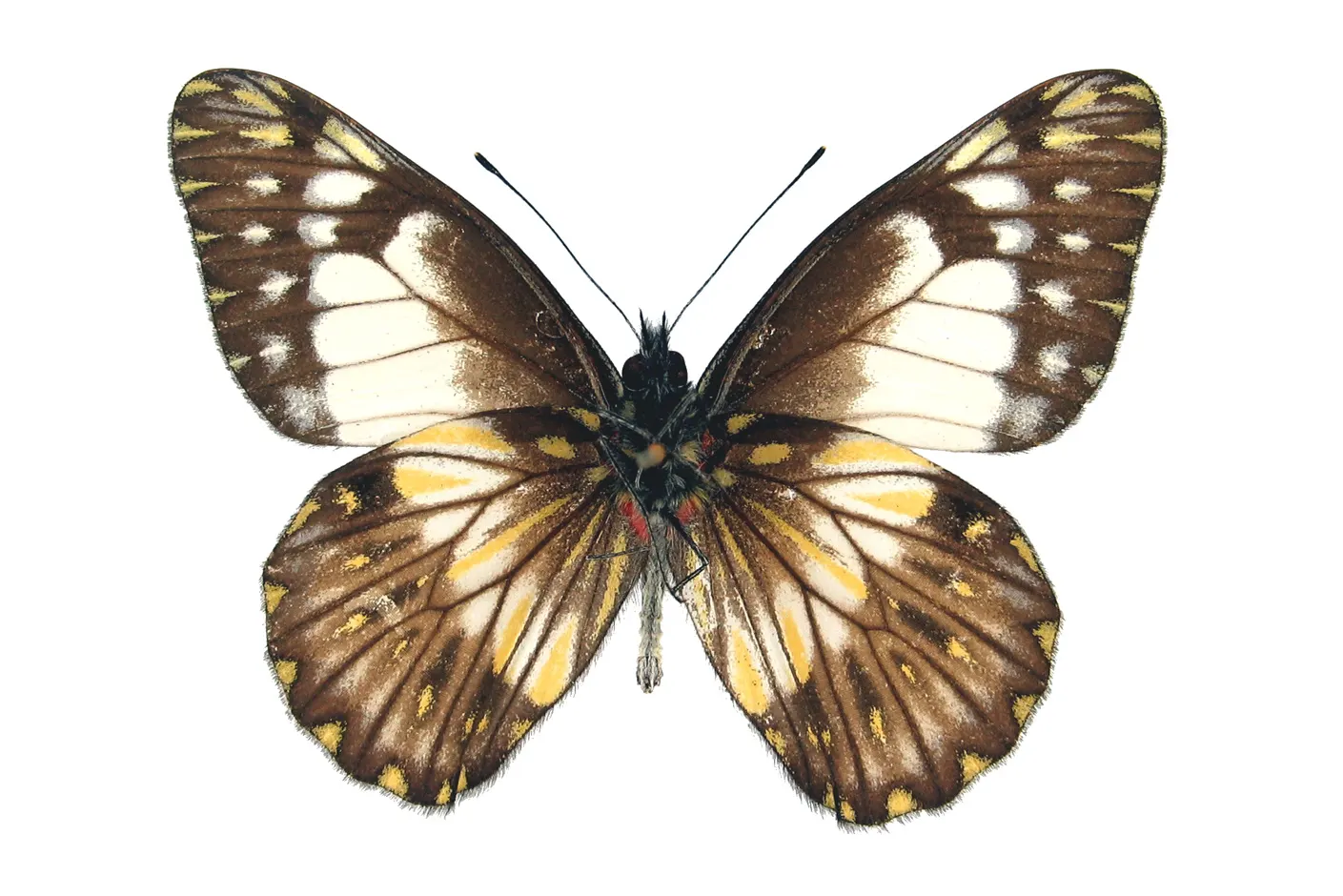 Catasticta prioneris araguana