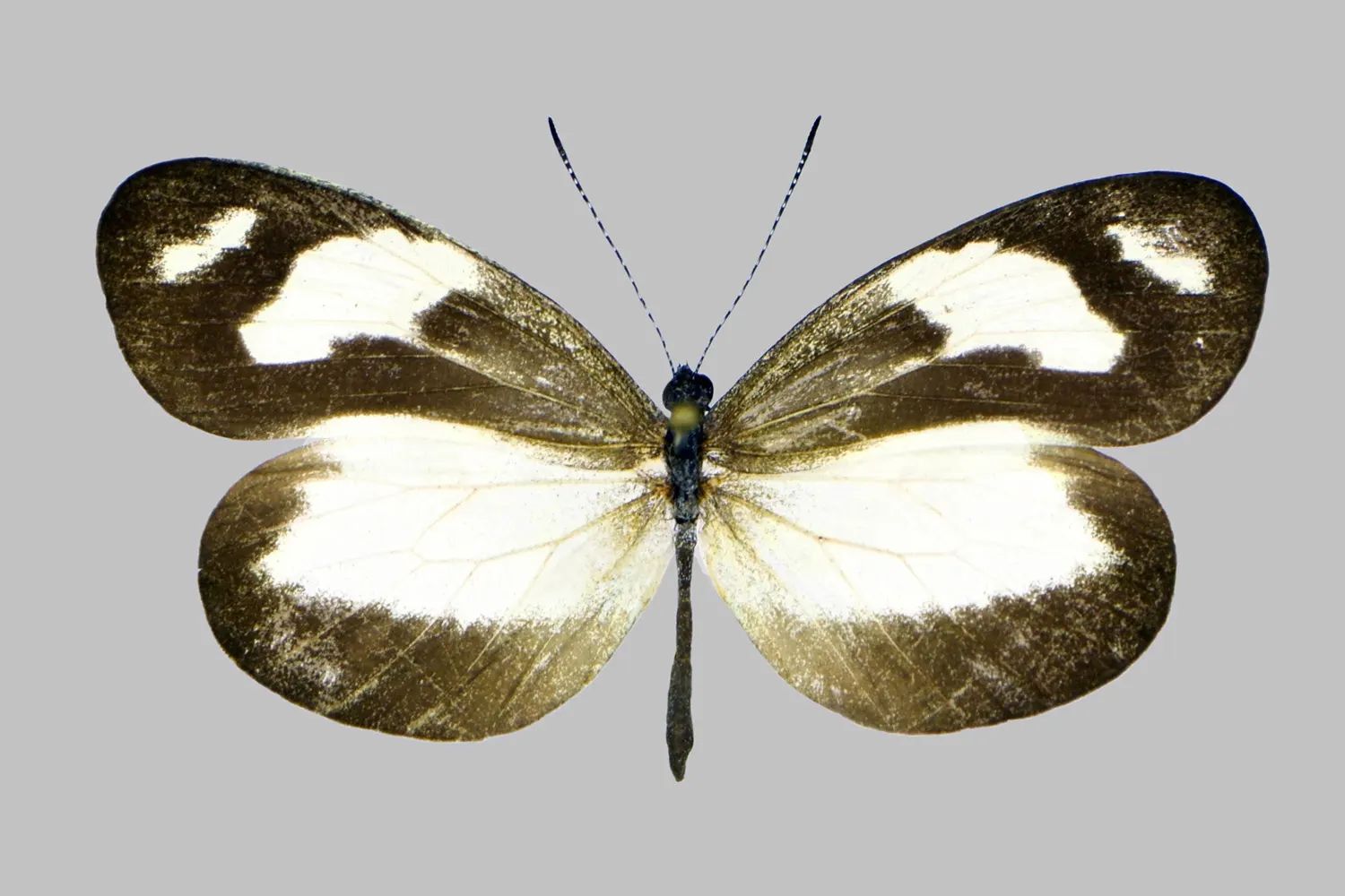 Dismorphia zathoe blanca