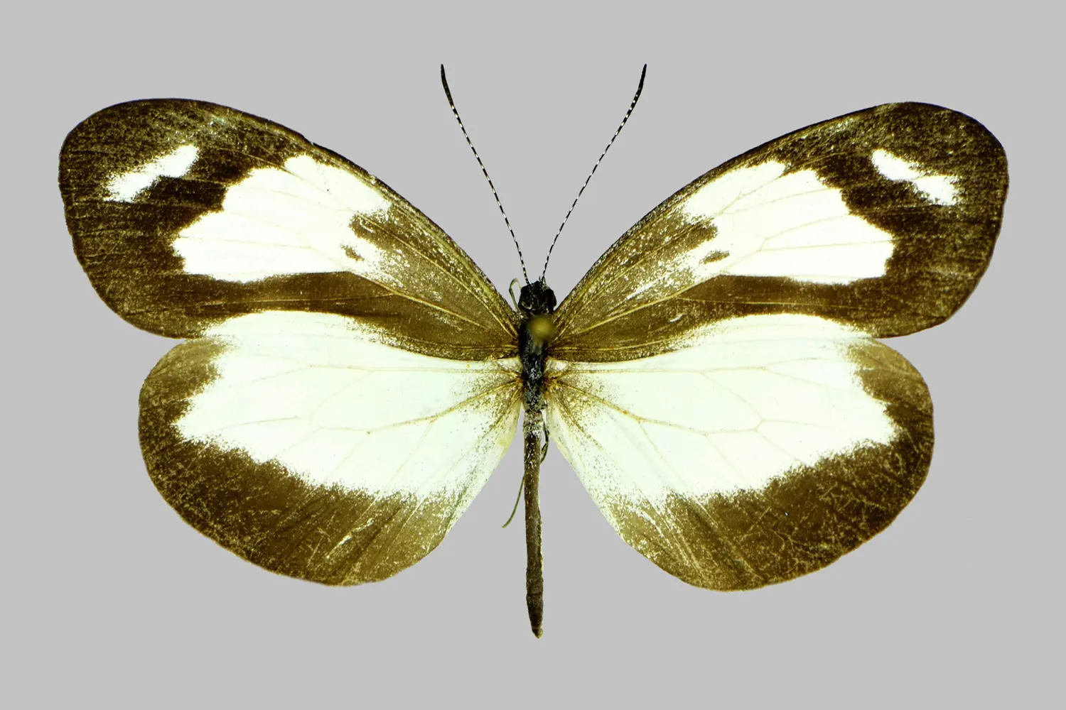 Dismorphia zathoe hernandi