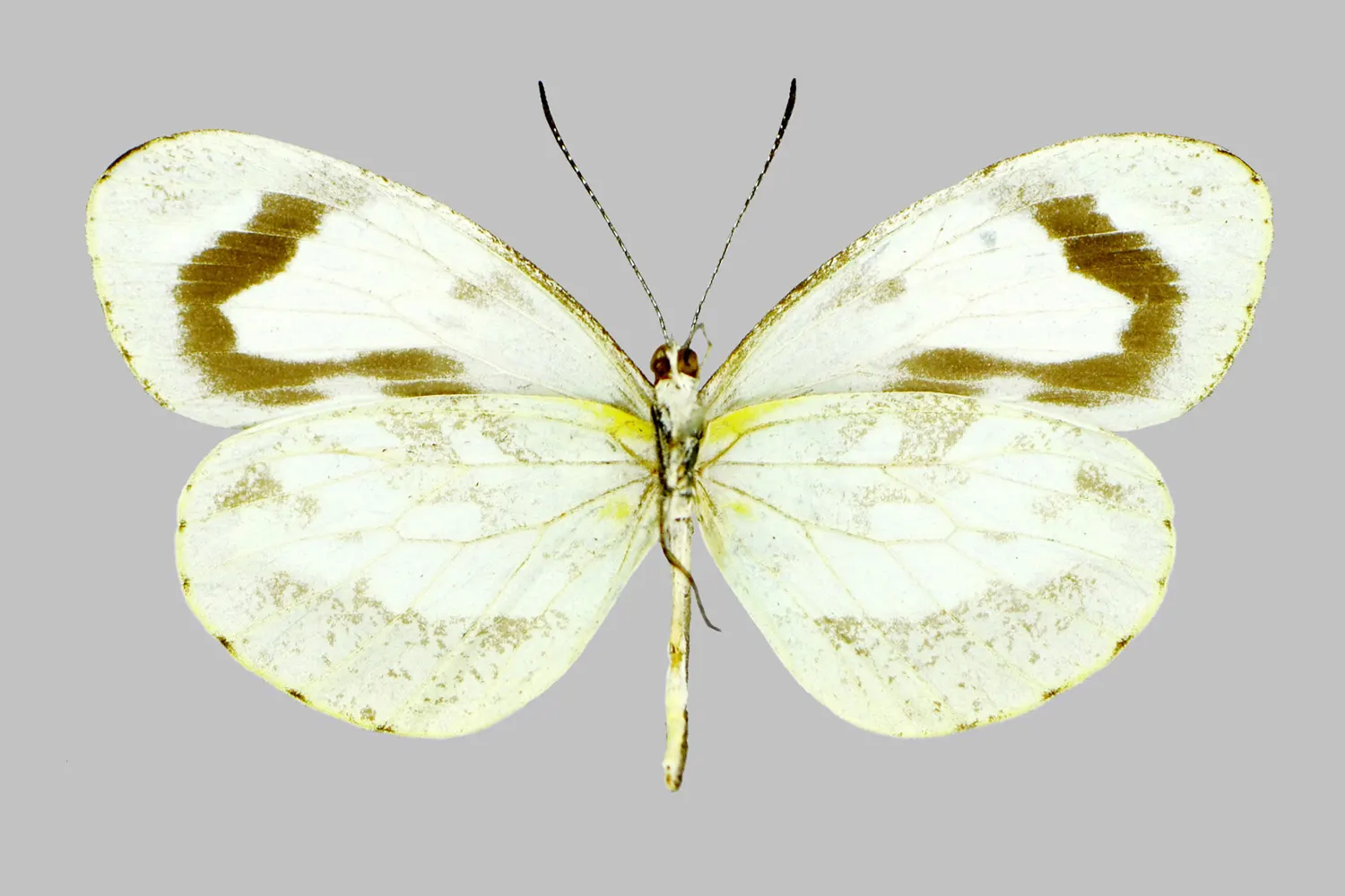 Dismorphia zathoe hernandi