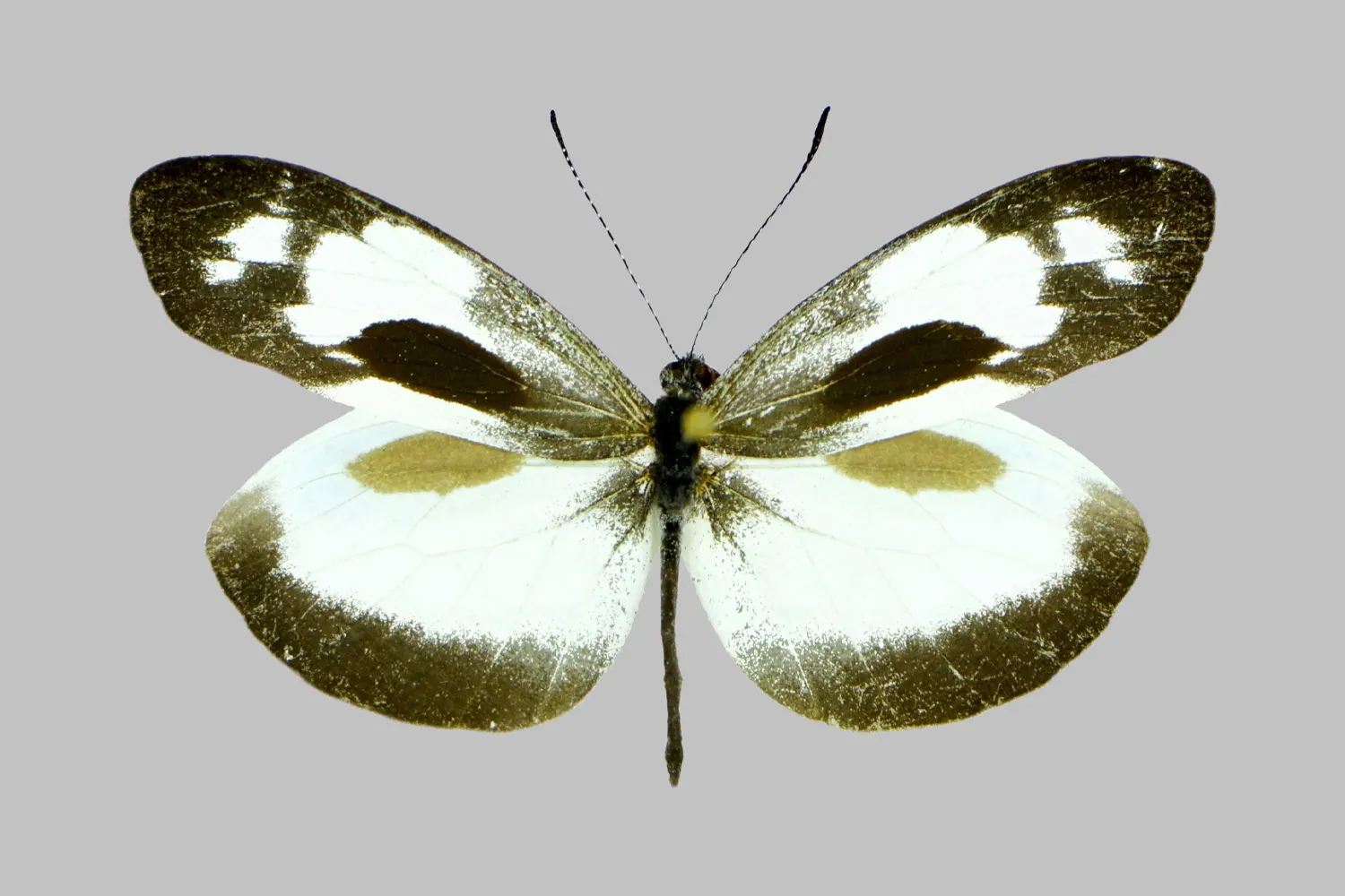 Dismorphia zathoe hernandi