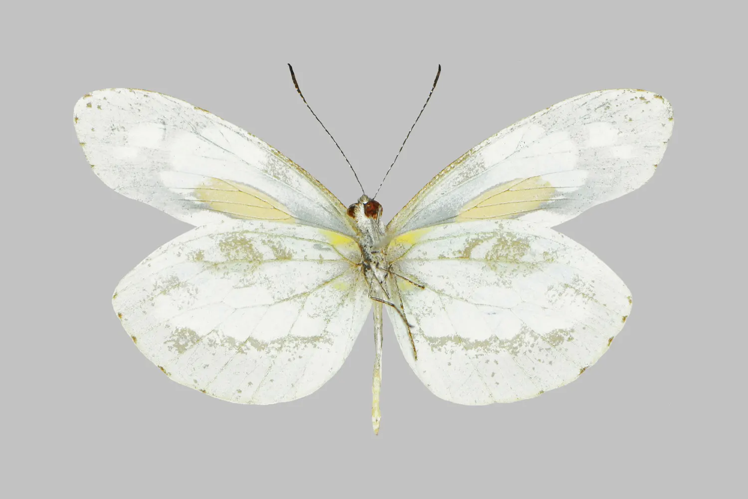 Dismorphia zathoe hernandi