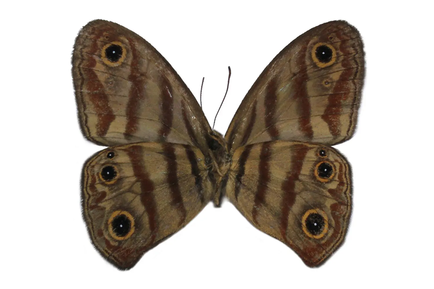Euptychia marceli divisa