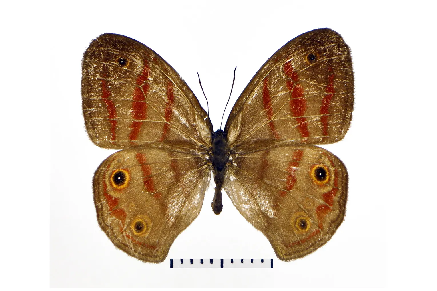 Euptychia sarah