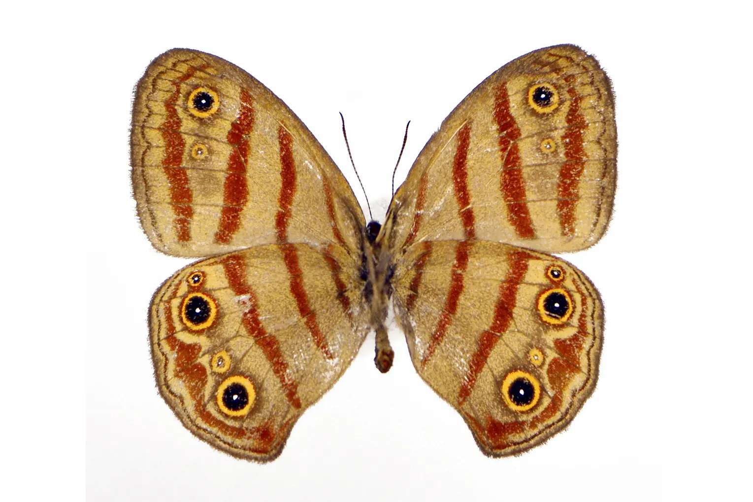 Euptychia sarah