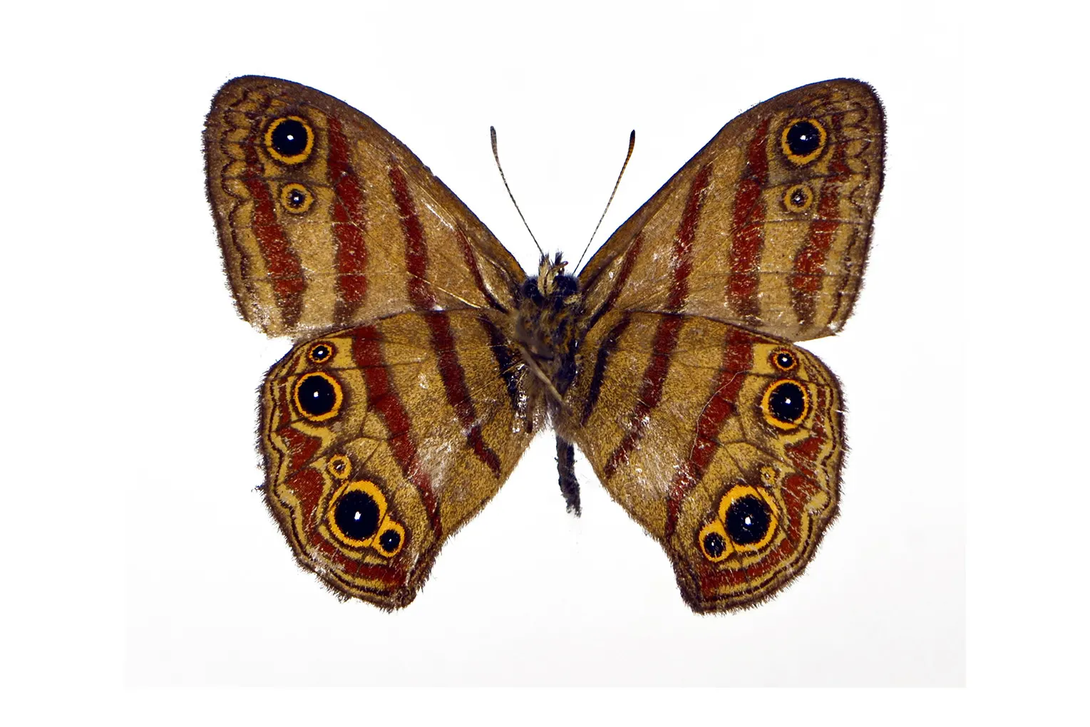 Euptychia sarah