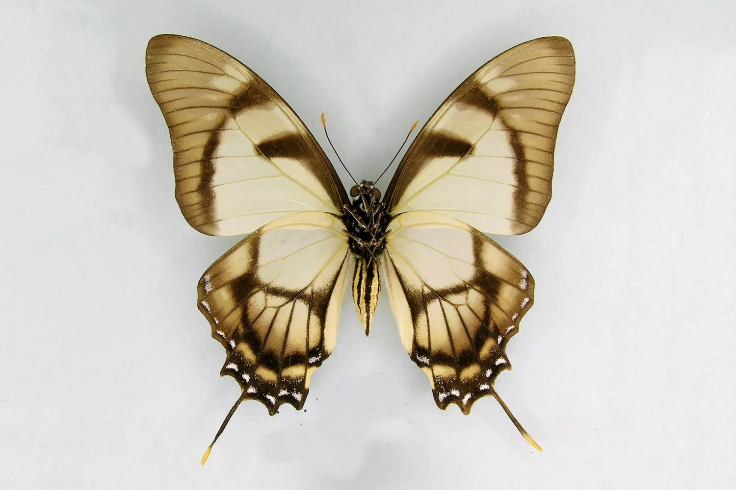 Eurytides dolicaon tromes