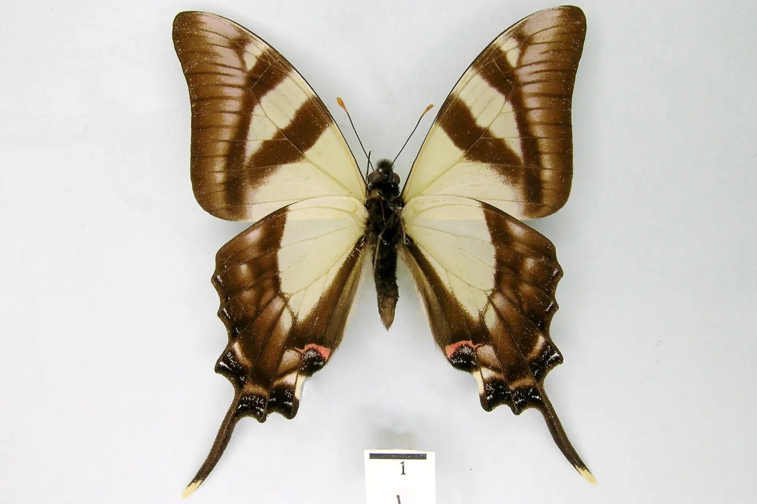 Eurytides serville acritus