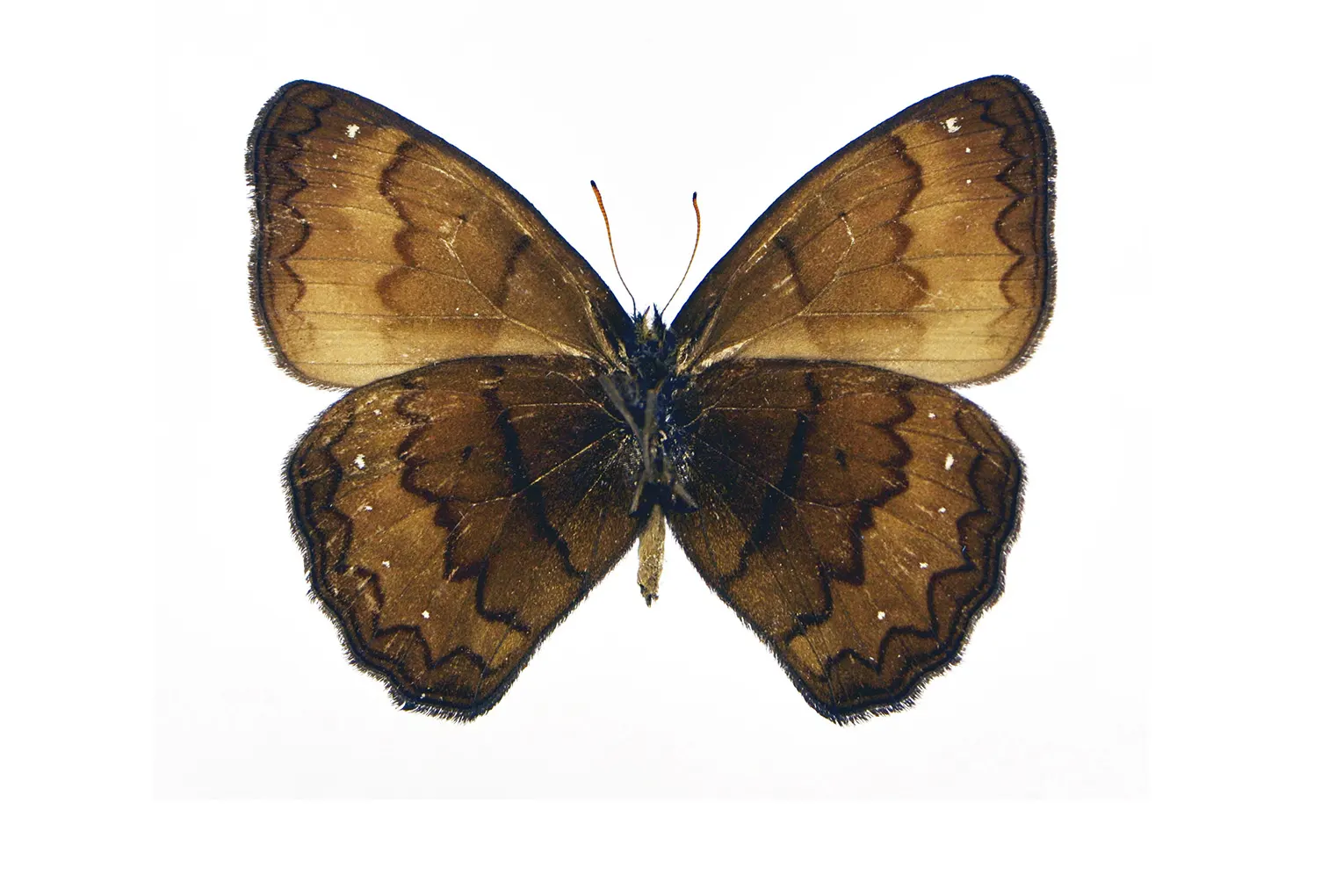 Forsterinaria chaniorum