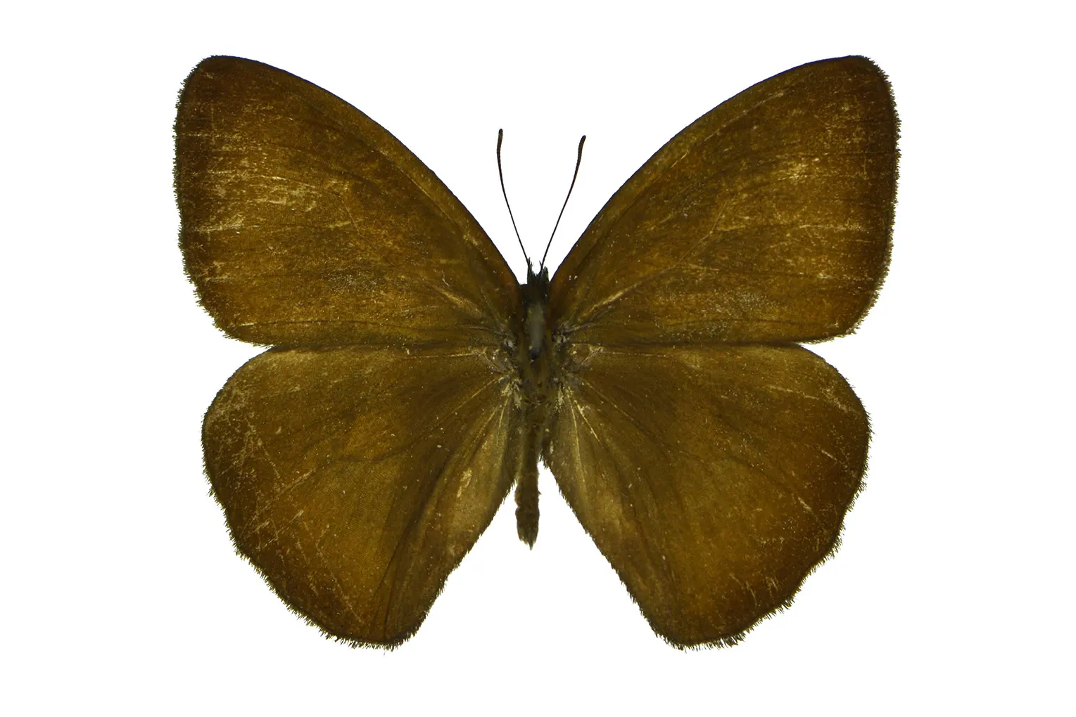 Forsterinaria chaniorum