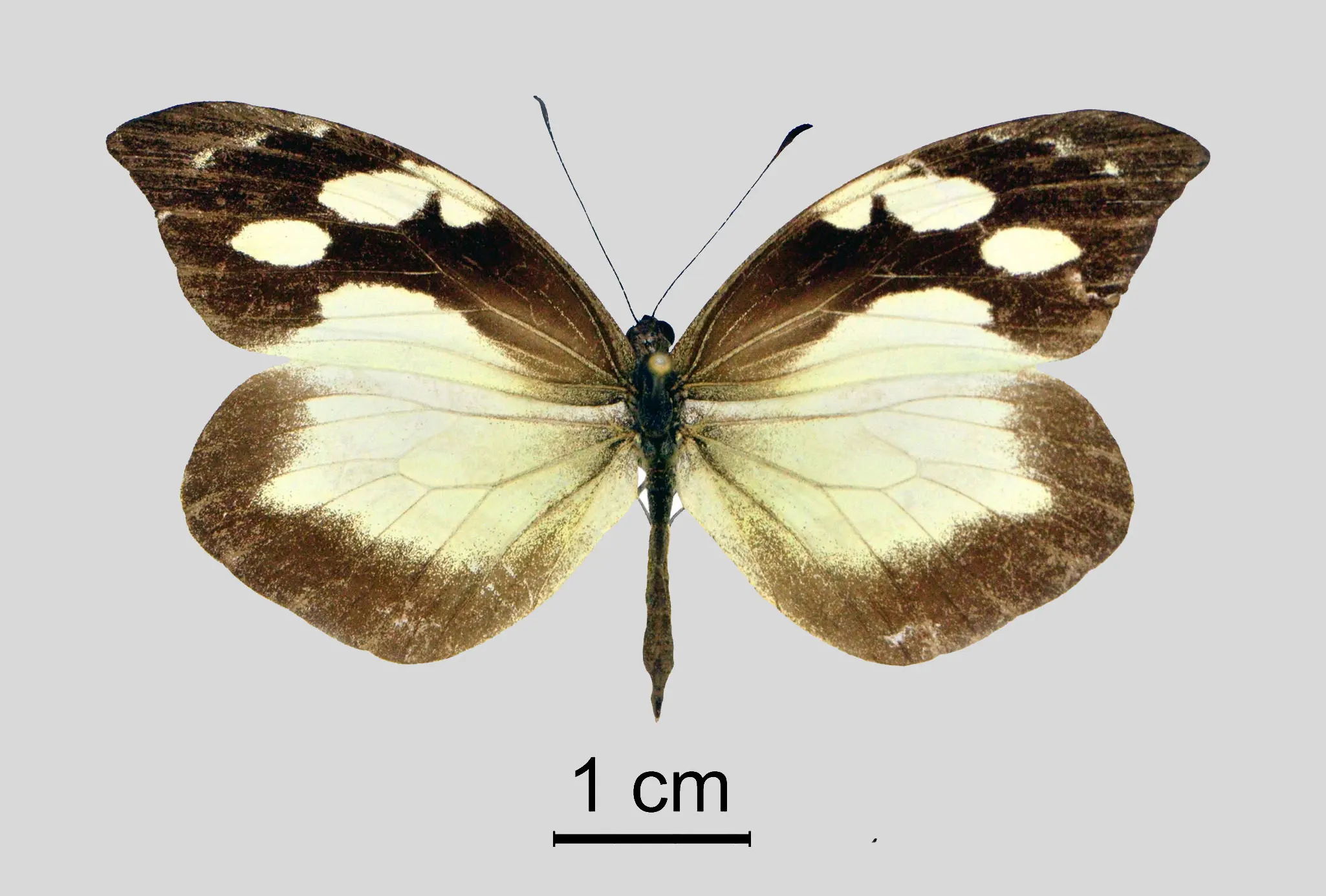 Lieinix christa bousquetsi