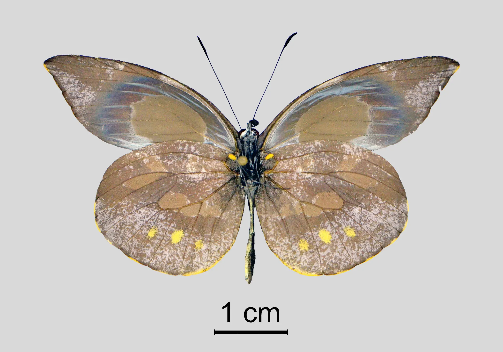 Lieinix christa bousquetsi